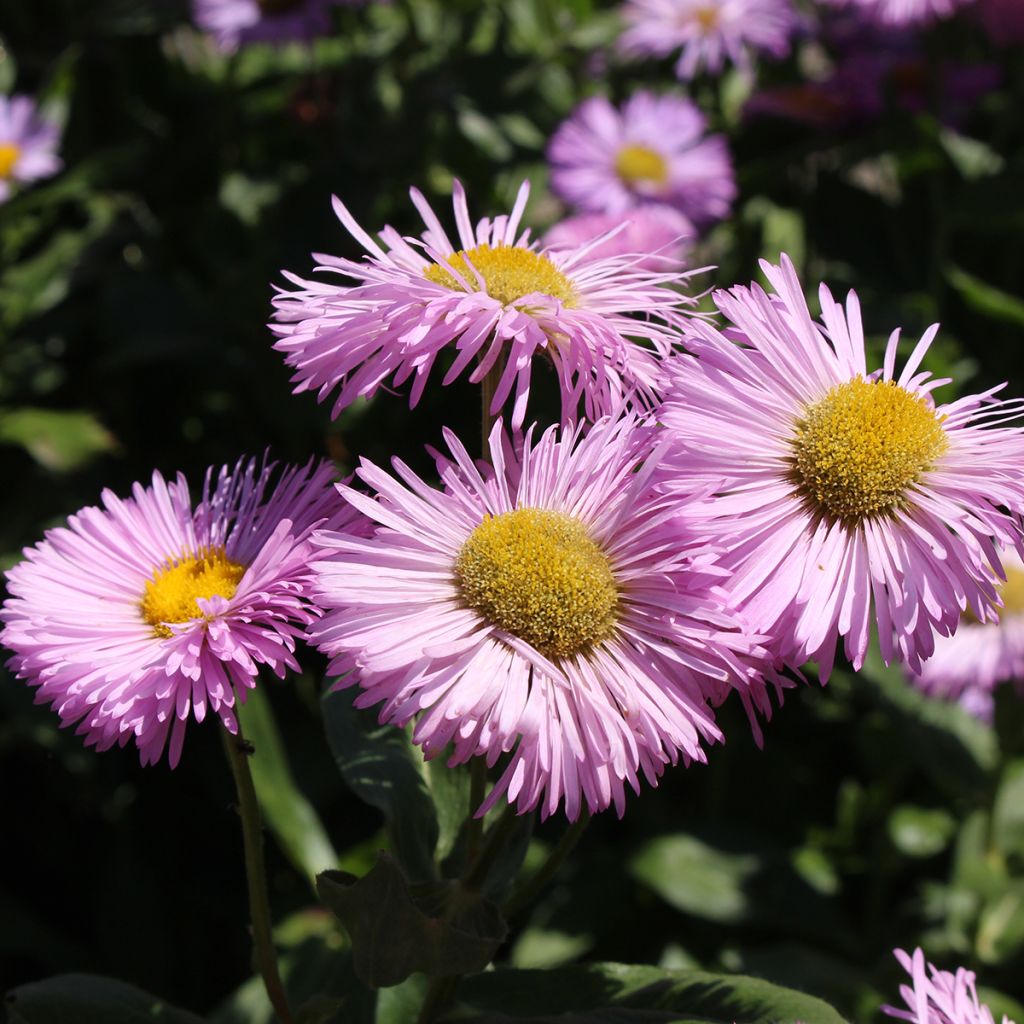 Prächtiges Berufkraut Rosa Jewel - Erigeron speciosus