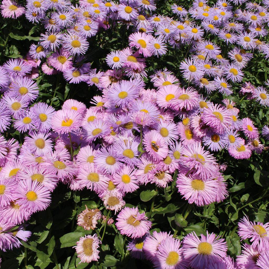 Prächtiges Berufkraut Rosa Jewel - Erigeron speciosus