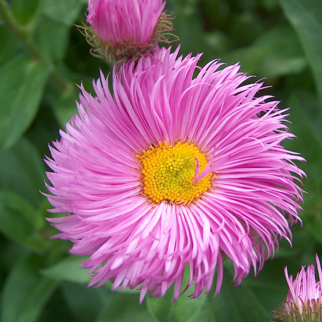 Prächtiges Berufkraut Rosa Jewel - Erigeron speciosus