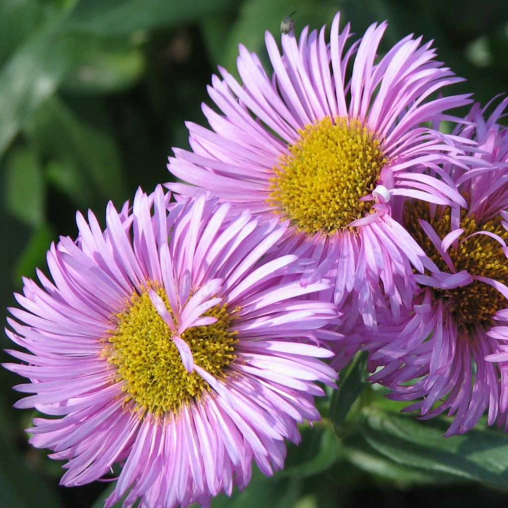 Erigeron Rosa Juwel - Vergerette