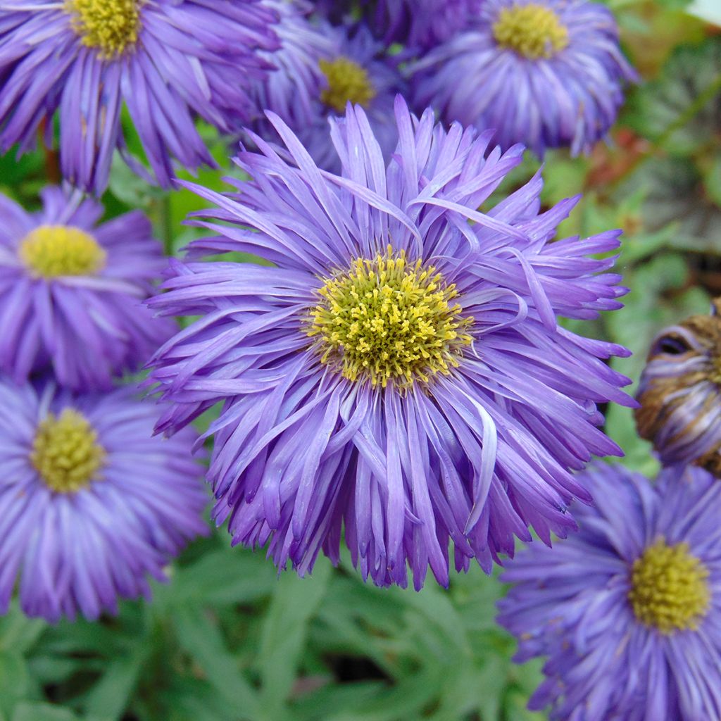 Berufkraut Schwarzes Meer - Erigeron