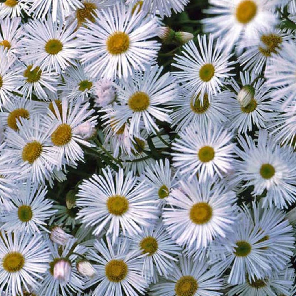 Prächtiges Berufkraut Sommerneuschnee - Erigeron speciosus