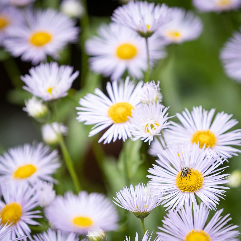 Prächtiges Berufkraut Sommerneuschnee - Erigeron speciosus