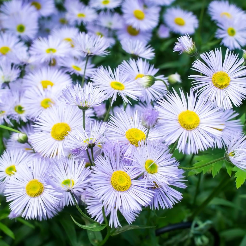 Prächtiges Berufkraut Sommerneuschnee - Erigeron speciosus