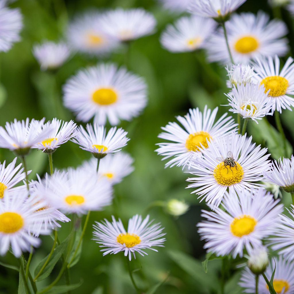 Prächtiges Berufkraut Sommerneuschnee - Erigeron speciosus