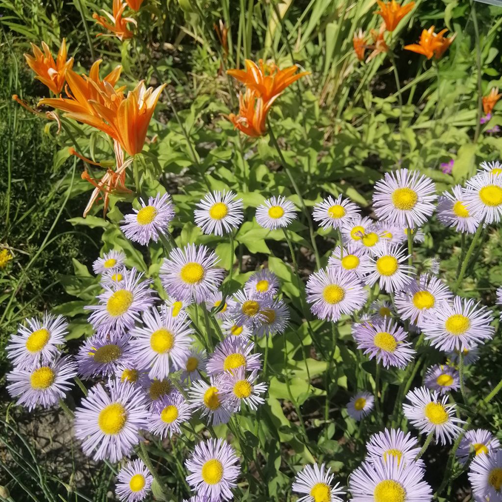 Prächtiges Berufkraut Sommerneuschnee - Erigeron speciosus