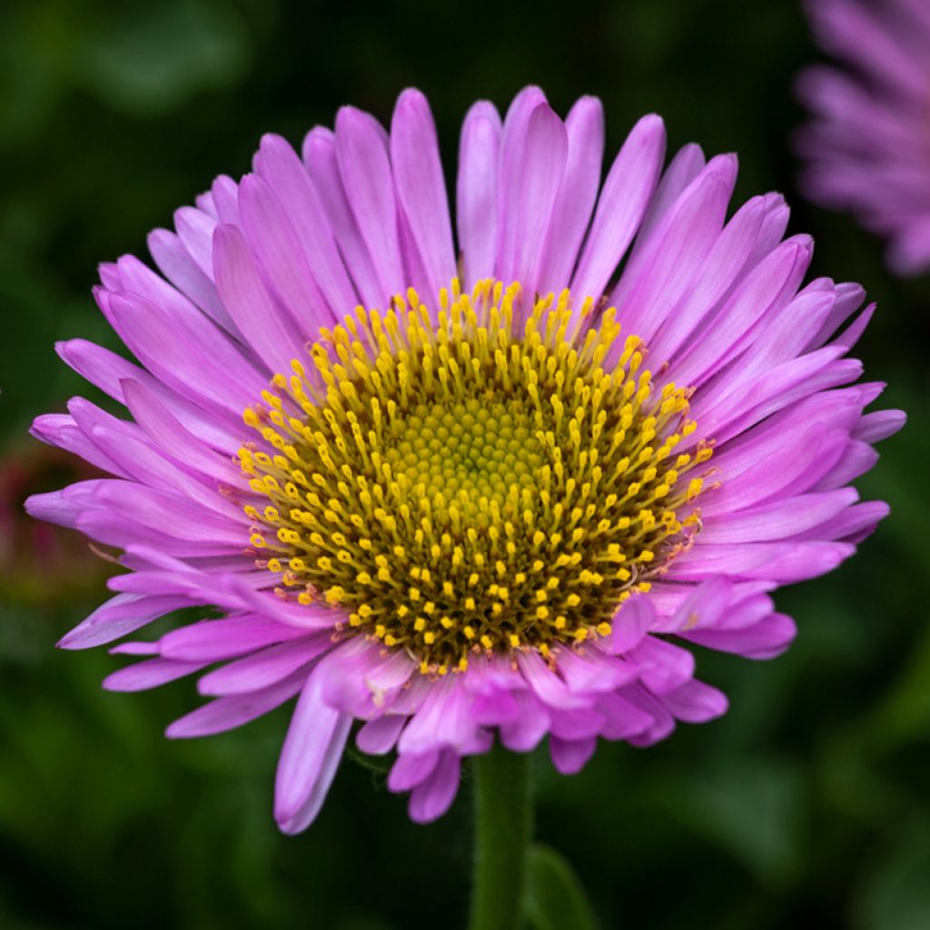 Strand-Berufkraut Sea Breeze - Erigeron glaucus