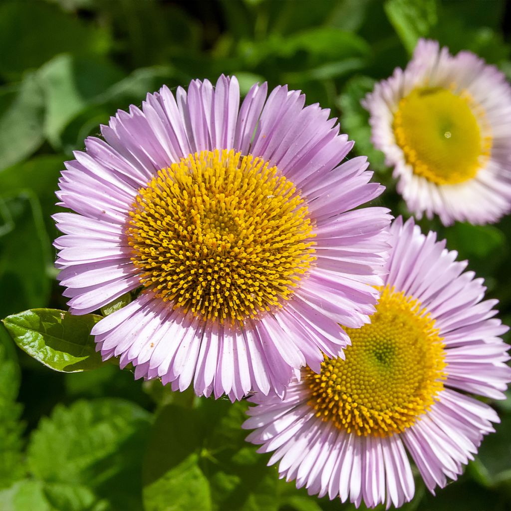 Strand-Berufkraut - Erigeron glaucus