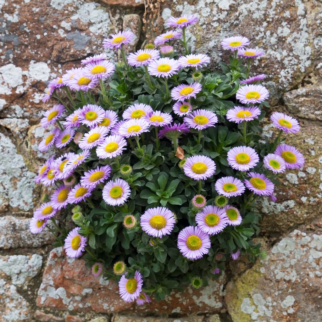 Erigeron glaucus - Vergerette glauque