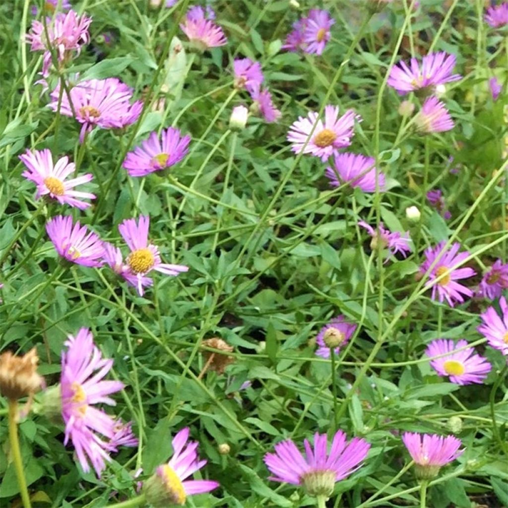 Karwinskis Feinstrahl Lavender Lady - Erigeron karvinskianus