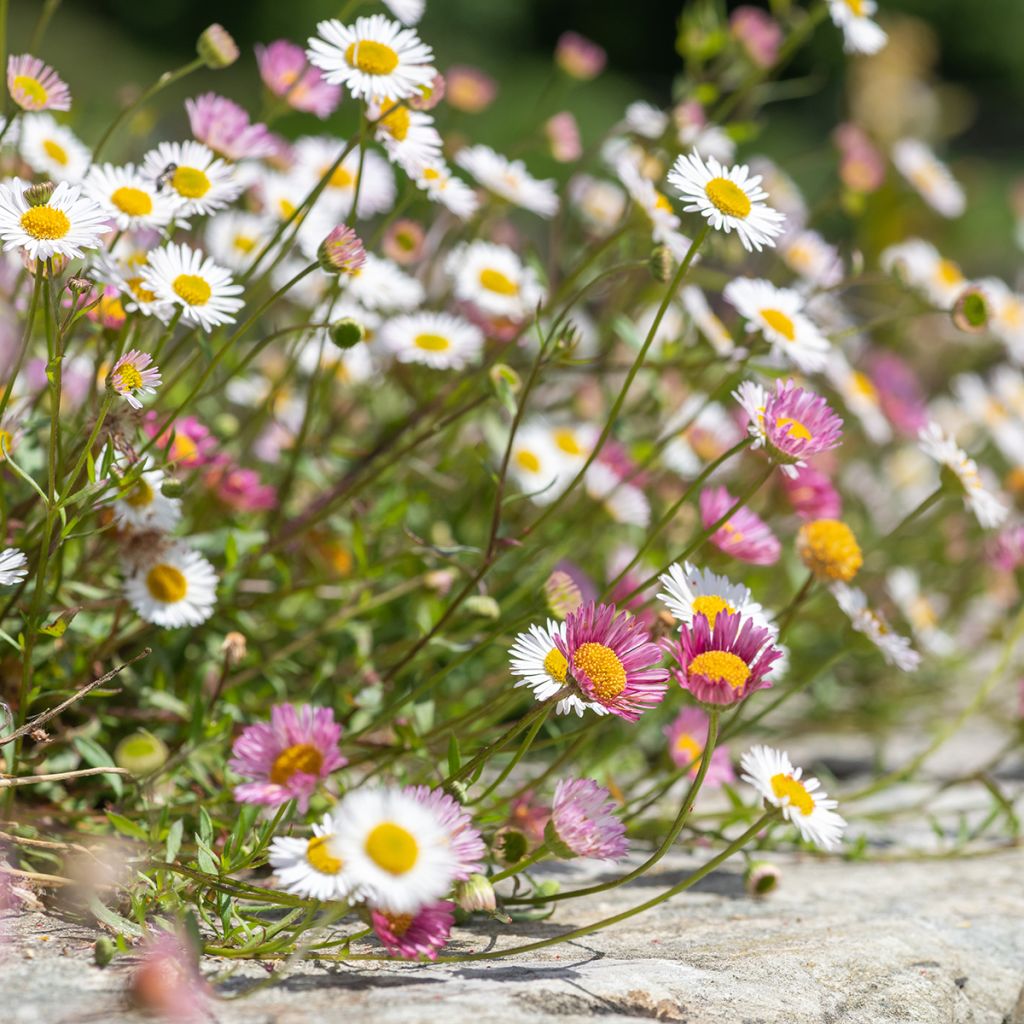 Karwinskis Feinstrahl - Erigeron karvinskianus