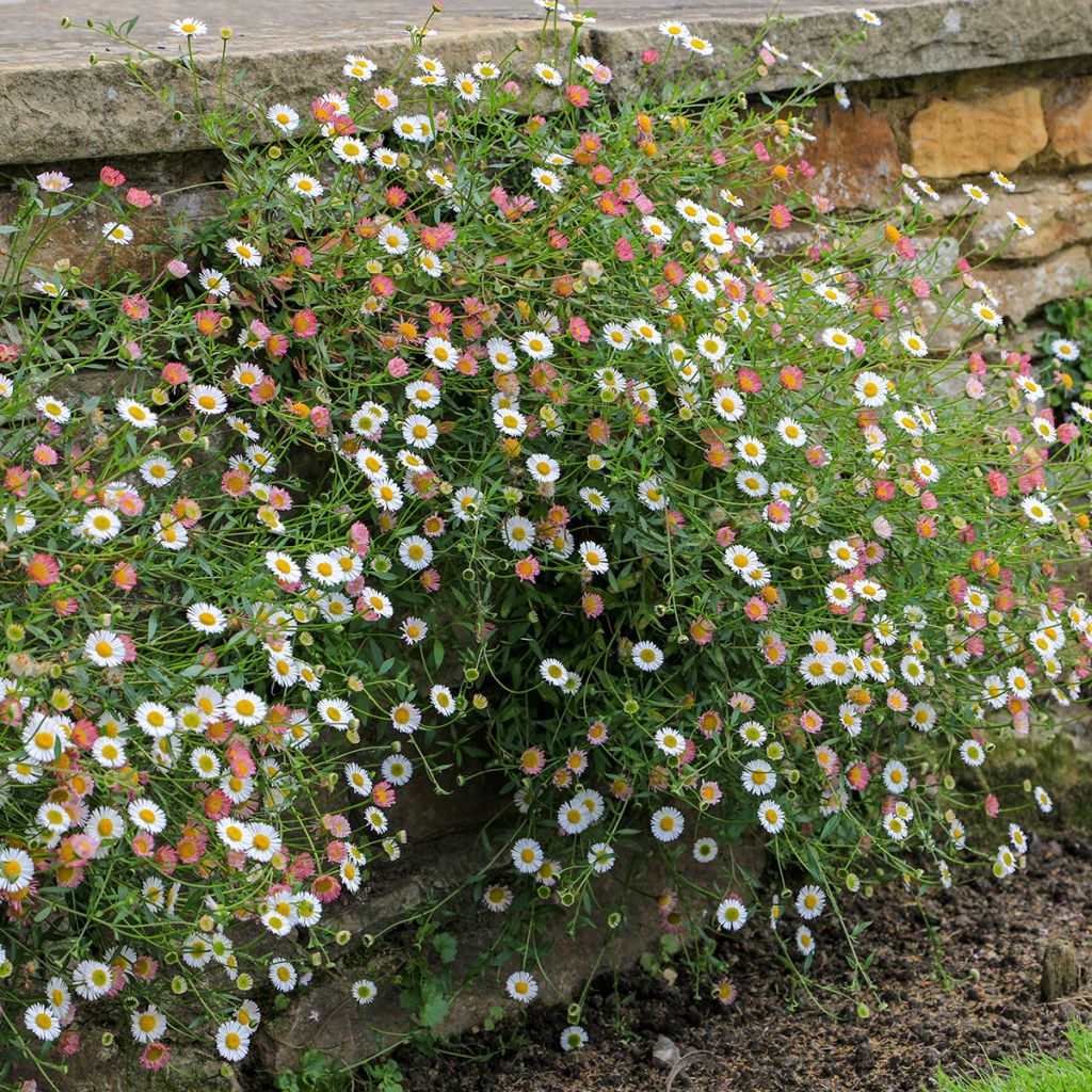 Karwinskis Feinstrahl - Erigeron karvinskianus