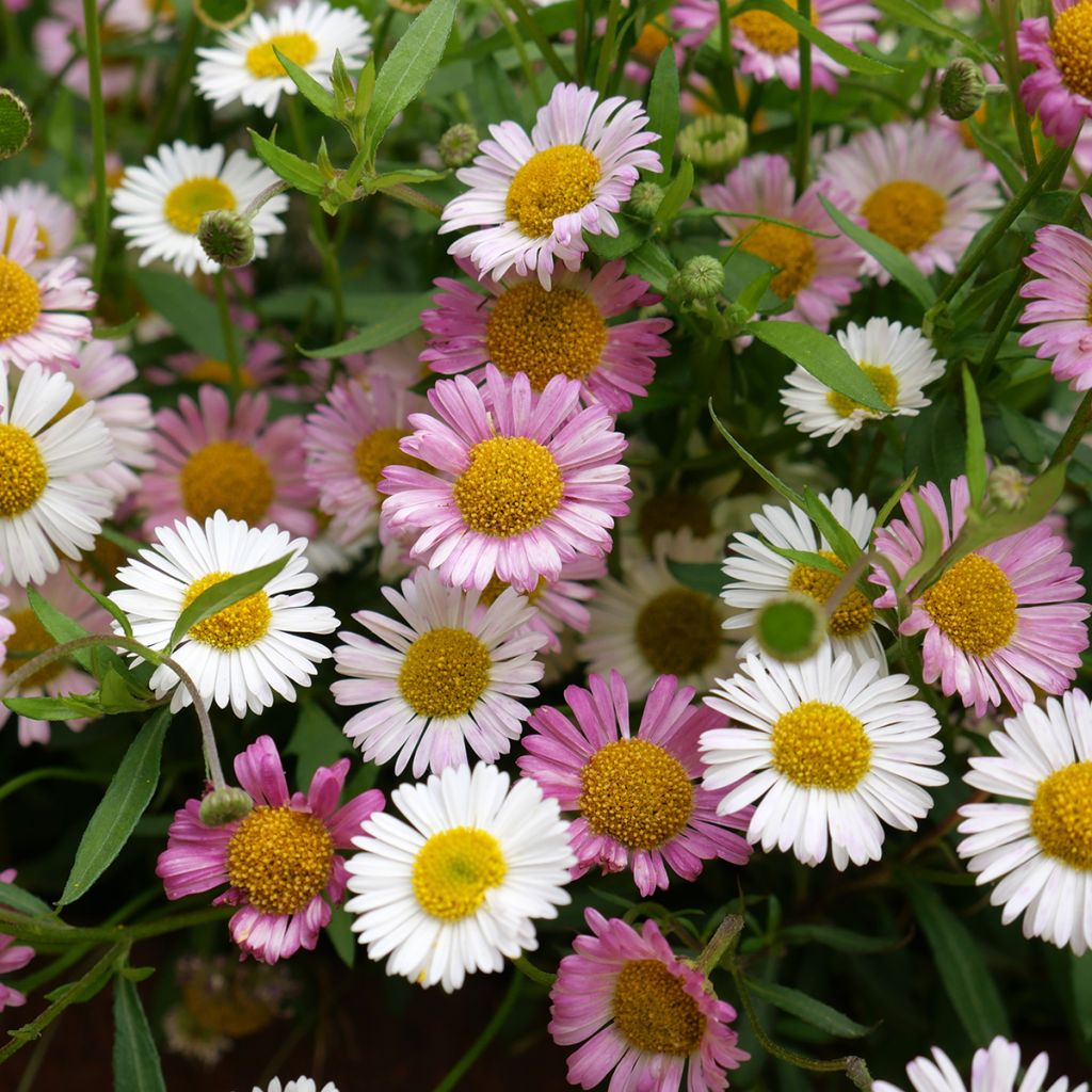 Karwinskis Feinstrahl - Erigeron karvinskianus