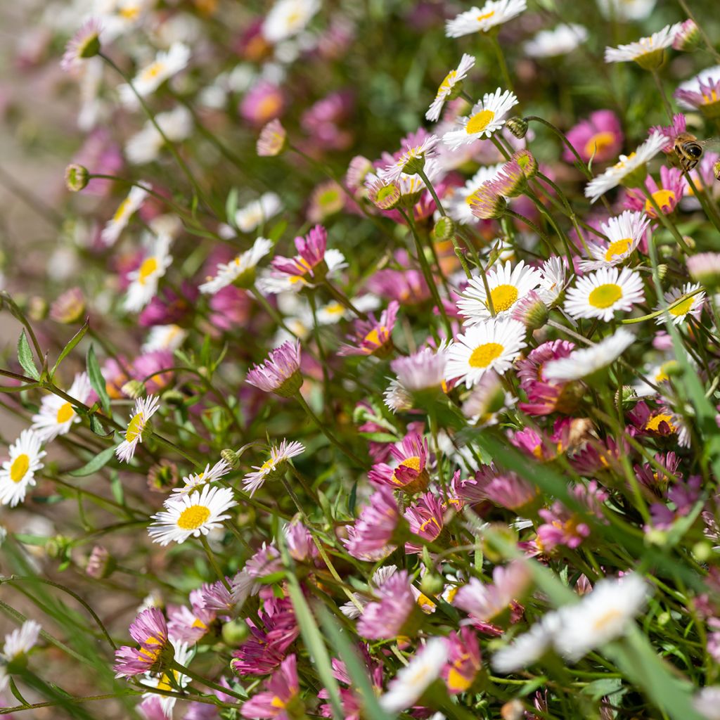 Karwinskis Feinstrahl - Erigeron karvinskianus