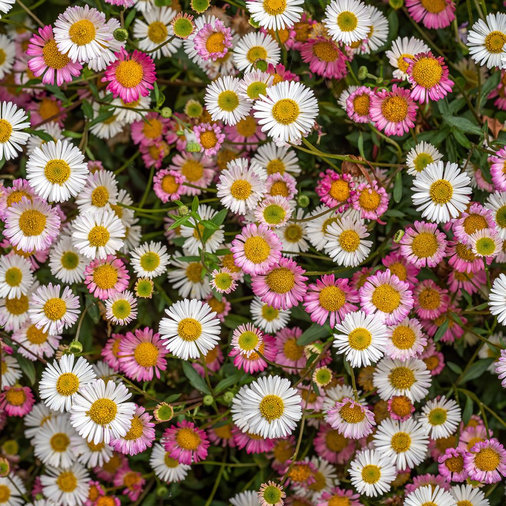 Karwinskis Feinstrahl - Erigeron karvinskianus