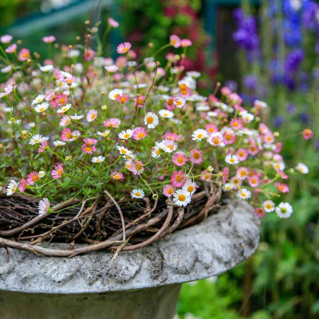 Karwinskis Feinstrahl - Erigeron karvinskianus