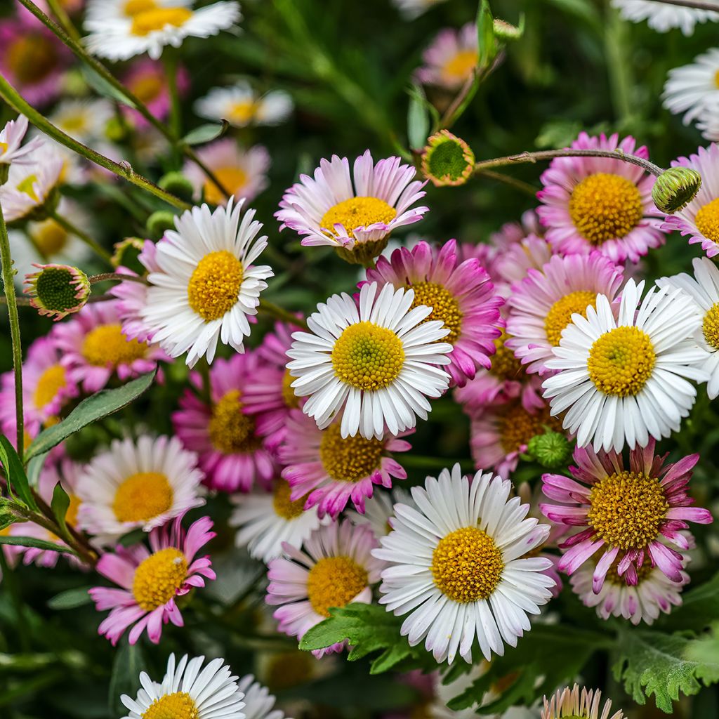 Karwinskis Feinstrahl - Erigeron karvinskianus