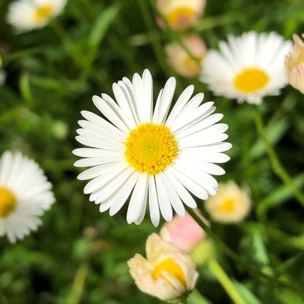 Erigeron karvinskianus - Vergerette