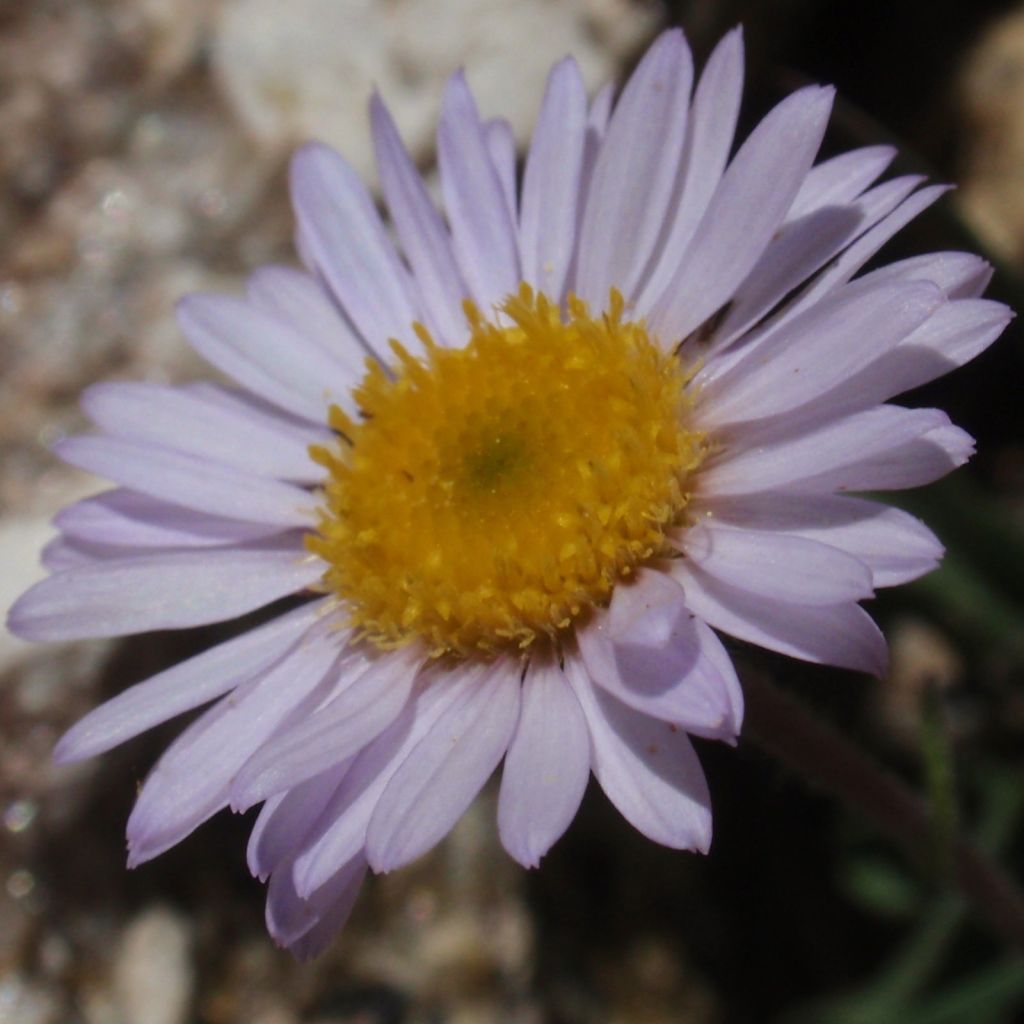 Berufkraut - Erigeron leiomerus