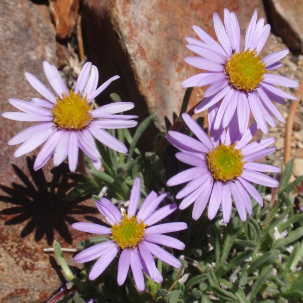 Erigeron leiomerus, Vergerette