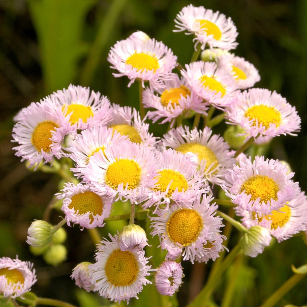 Berufkraut - Erigeron philadelphicus