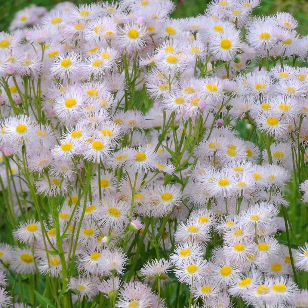 Berufkraut - Erigeron philadelphicus