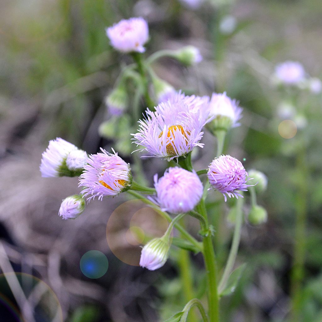 Berufkraut - Erigeron philadelphicus