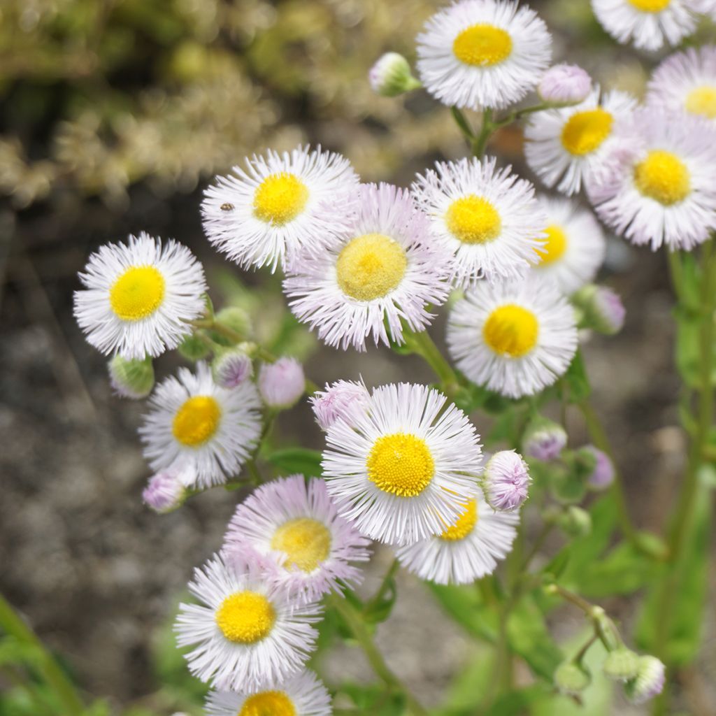 Berufkraut - Erigeron philadelphicus