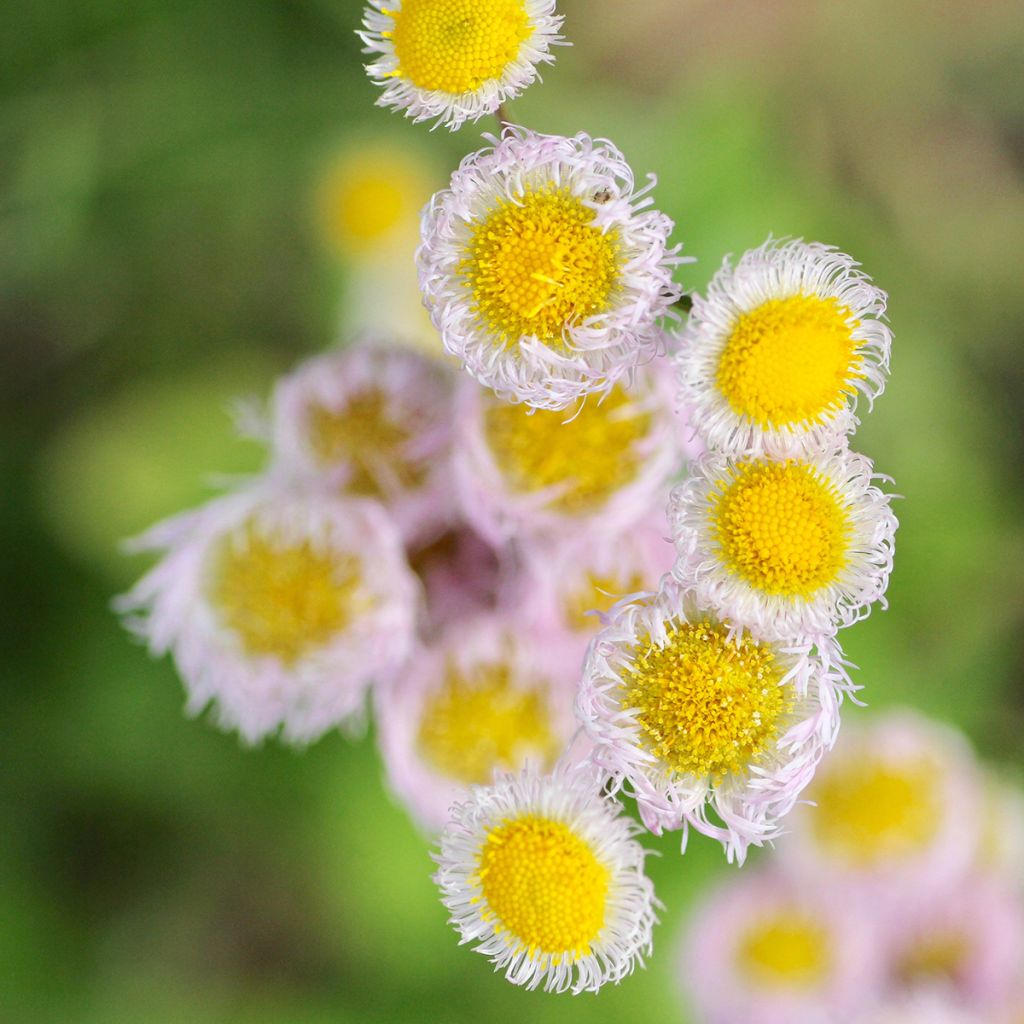 Berufkraut - Erigeron philadelphicus