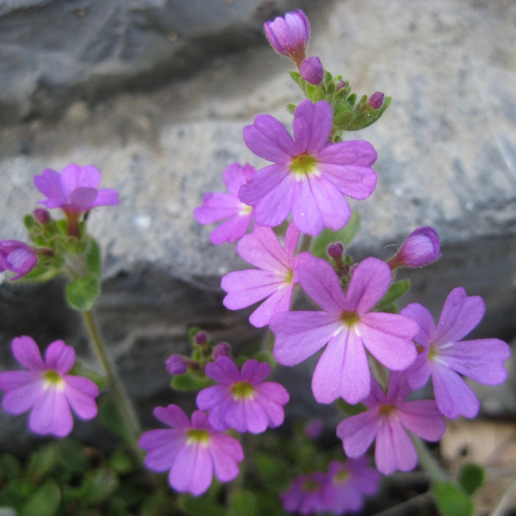 Erinus alpinus - Leberbalsam