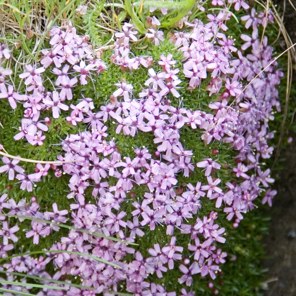 Erinus alpinus