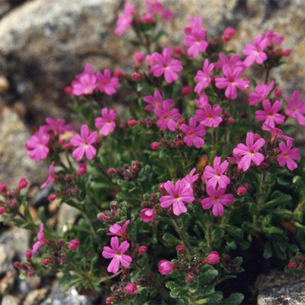 Erinus alpinus Hähnle - Leberbalsam