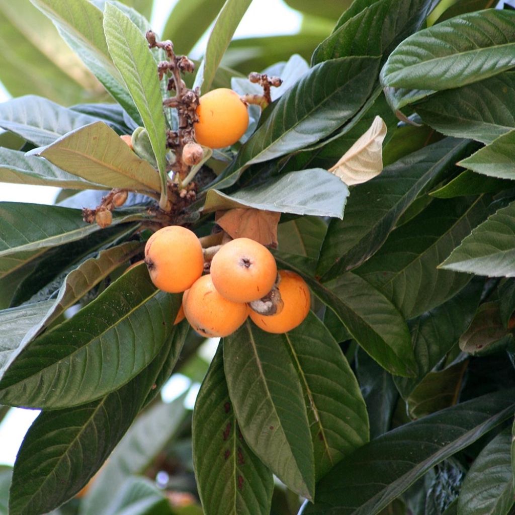 Japanische Wollmispel - Eriobotrya x japonica