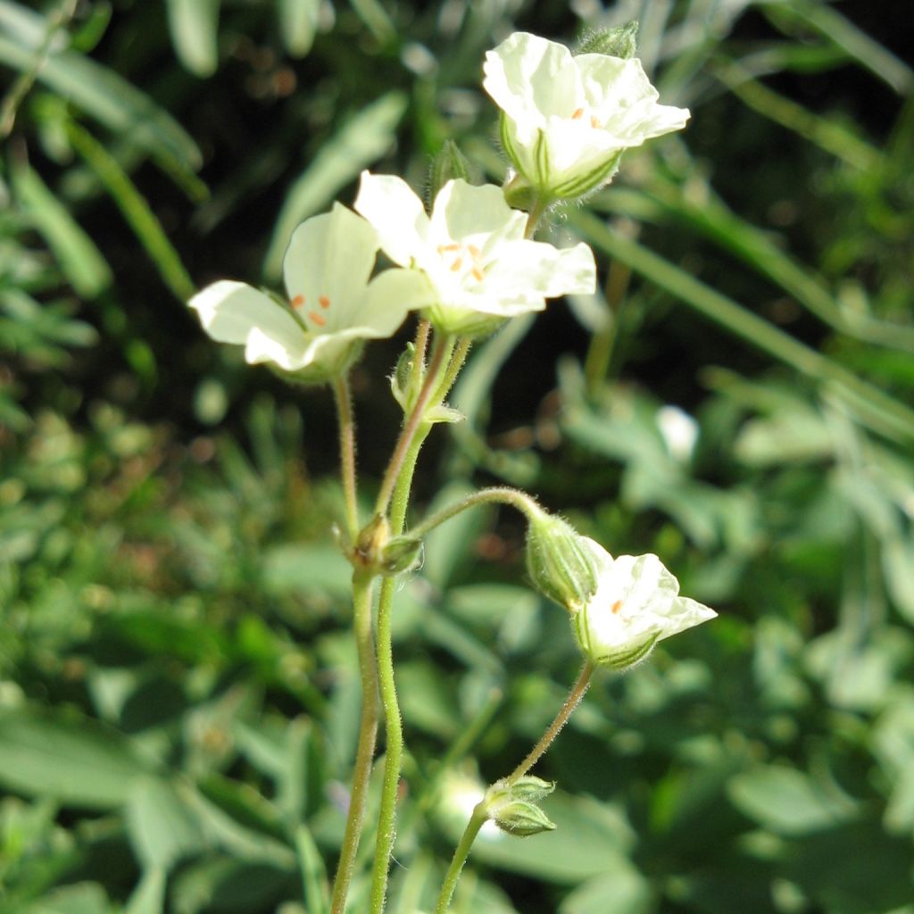 Erodium chrysanthum