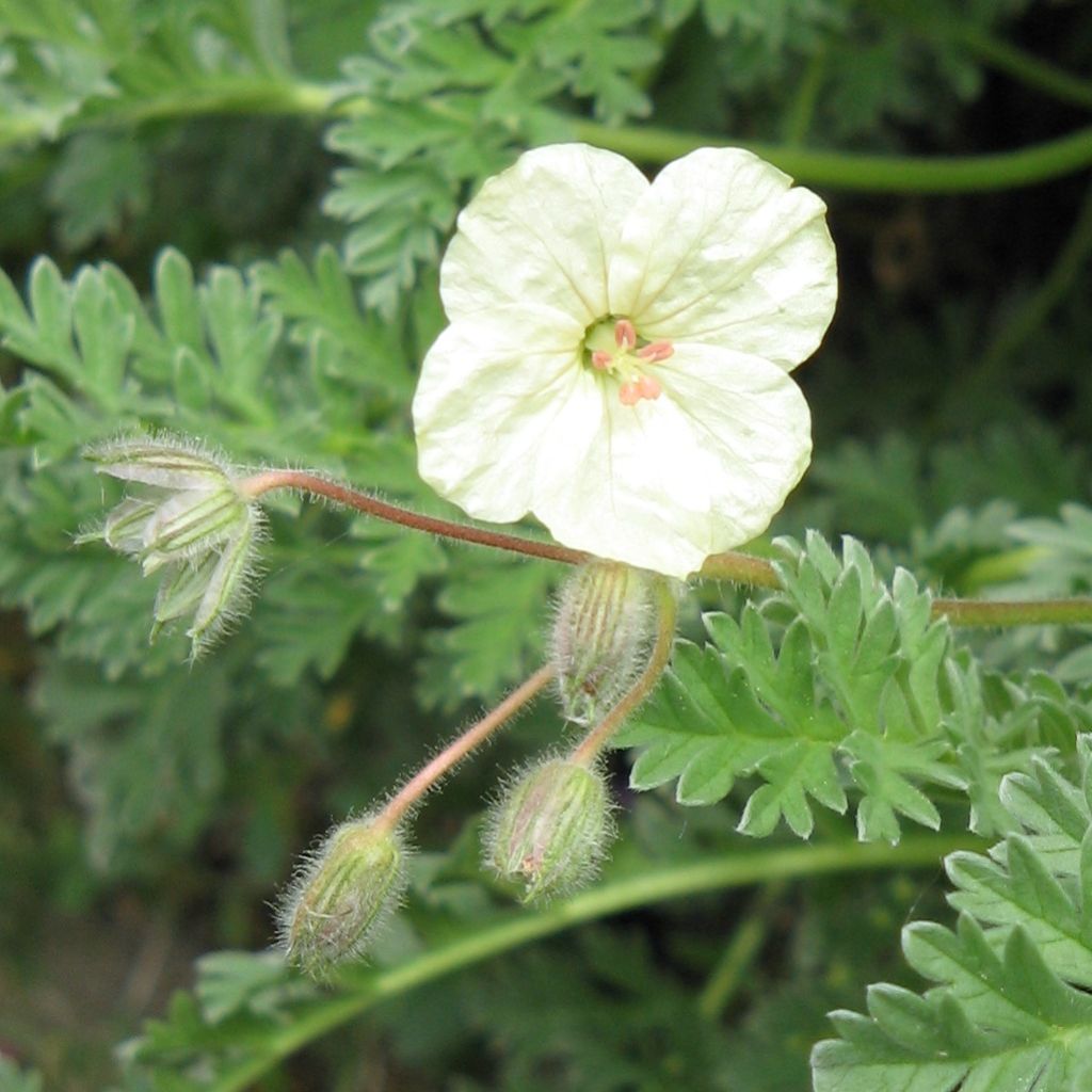 Erodium chrysanthum