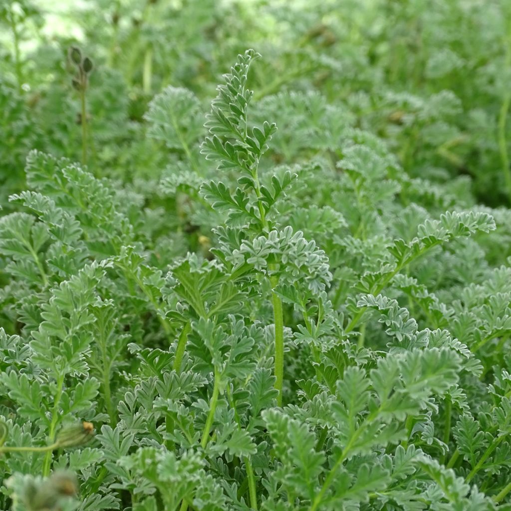 Erodium chrysanthum