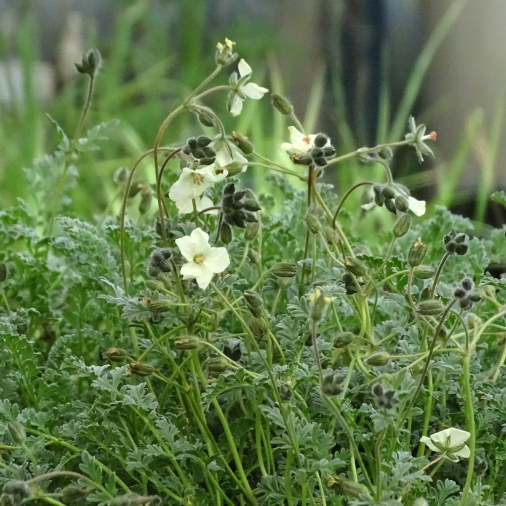 Erodium chrysanthum