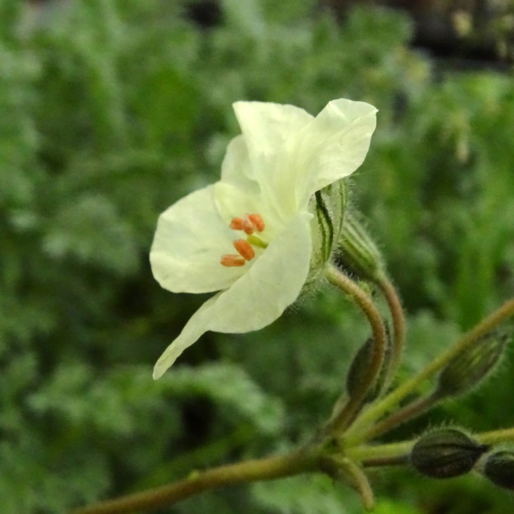 Erodium chrysanthum