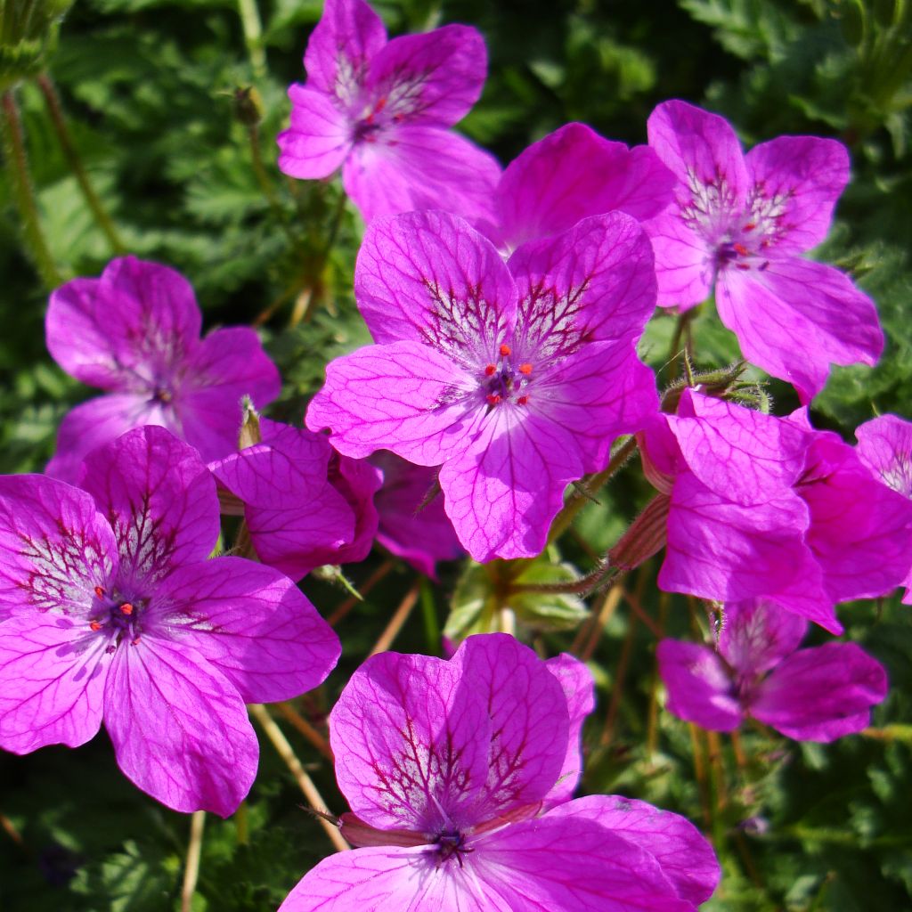 Erodium manescavii - Großer Purpur-Reiherschnabel