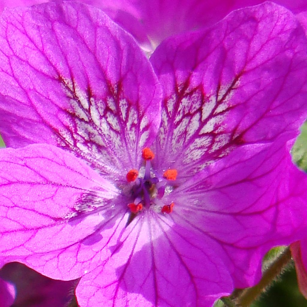 Erodium manescavii - Bec de Grue de Manescaut