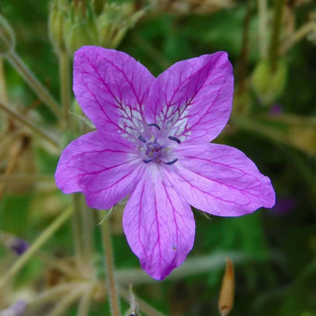 Erodium manescavii - Bec de Grue