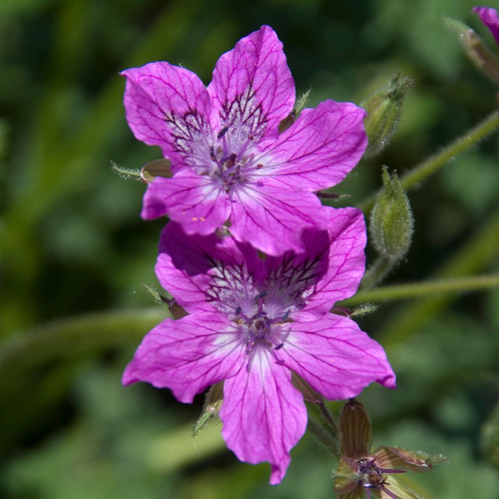 Erodium manescavii - Großer Purpur-Reiherschnabel