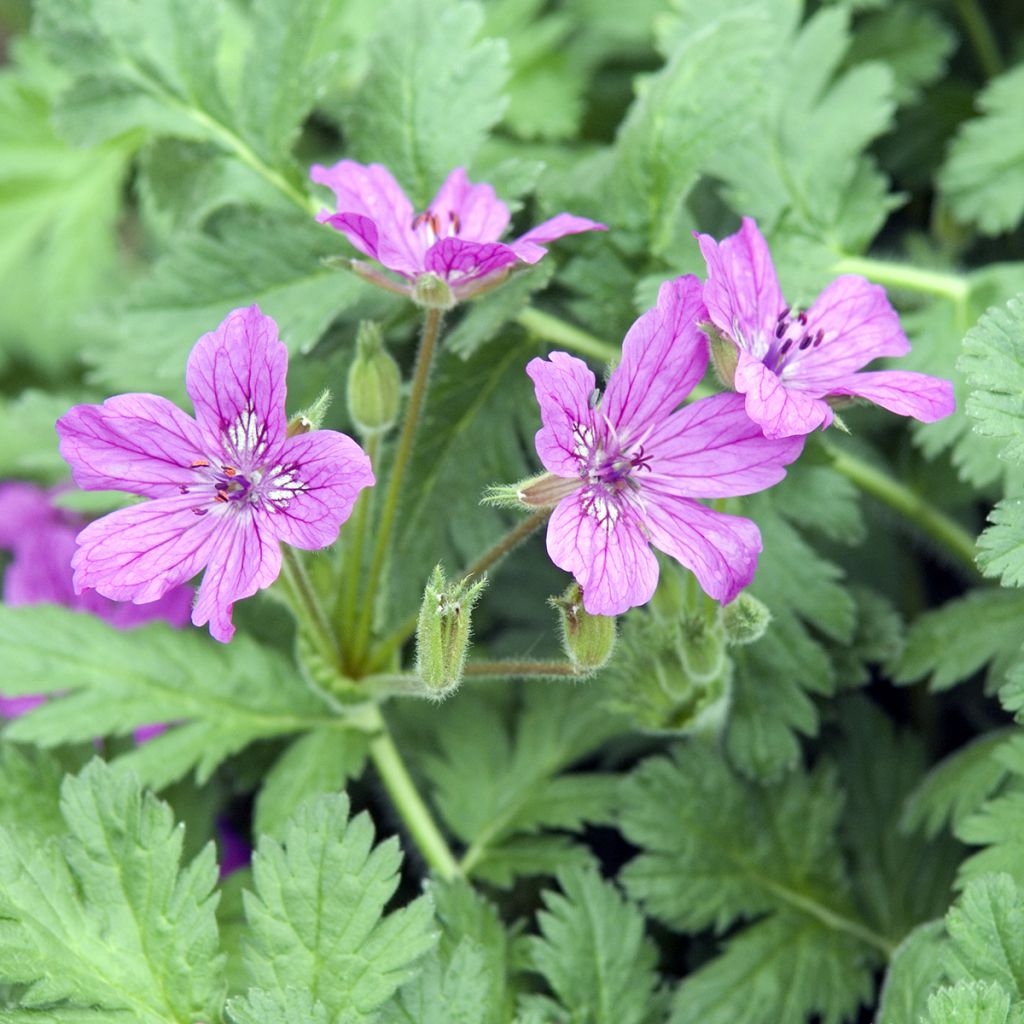 Erodium manescavii - Großer Purpur-Reiherschnabel