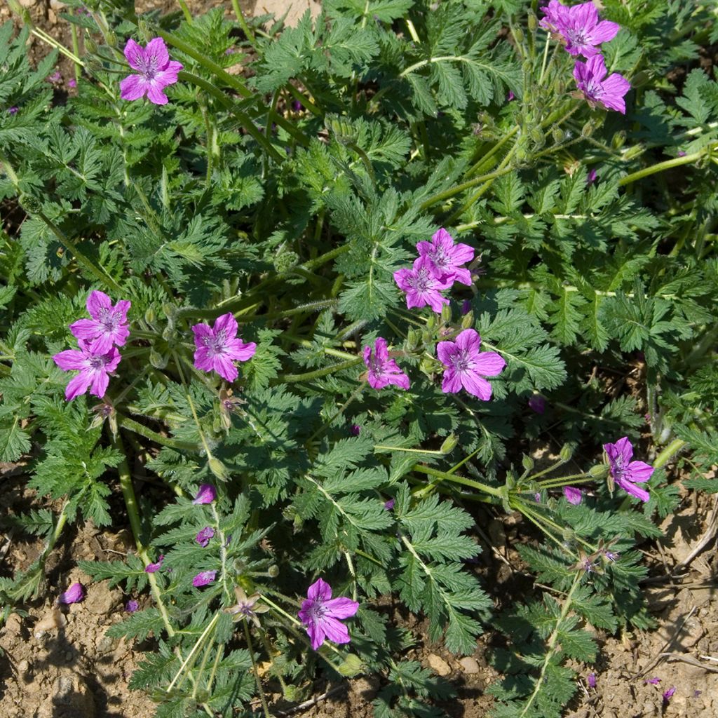 Erodium manescavii - Großer Purpur-Reiherschnabel