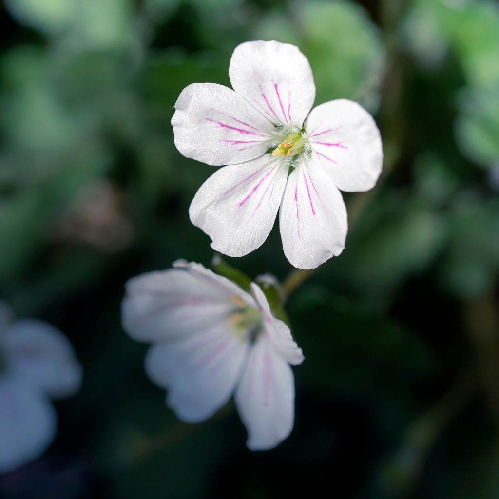 Erodium variabile Album - Bec de héron