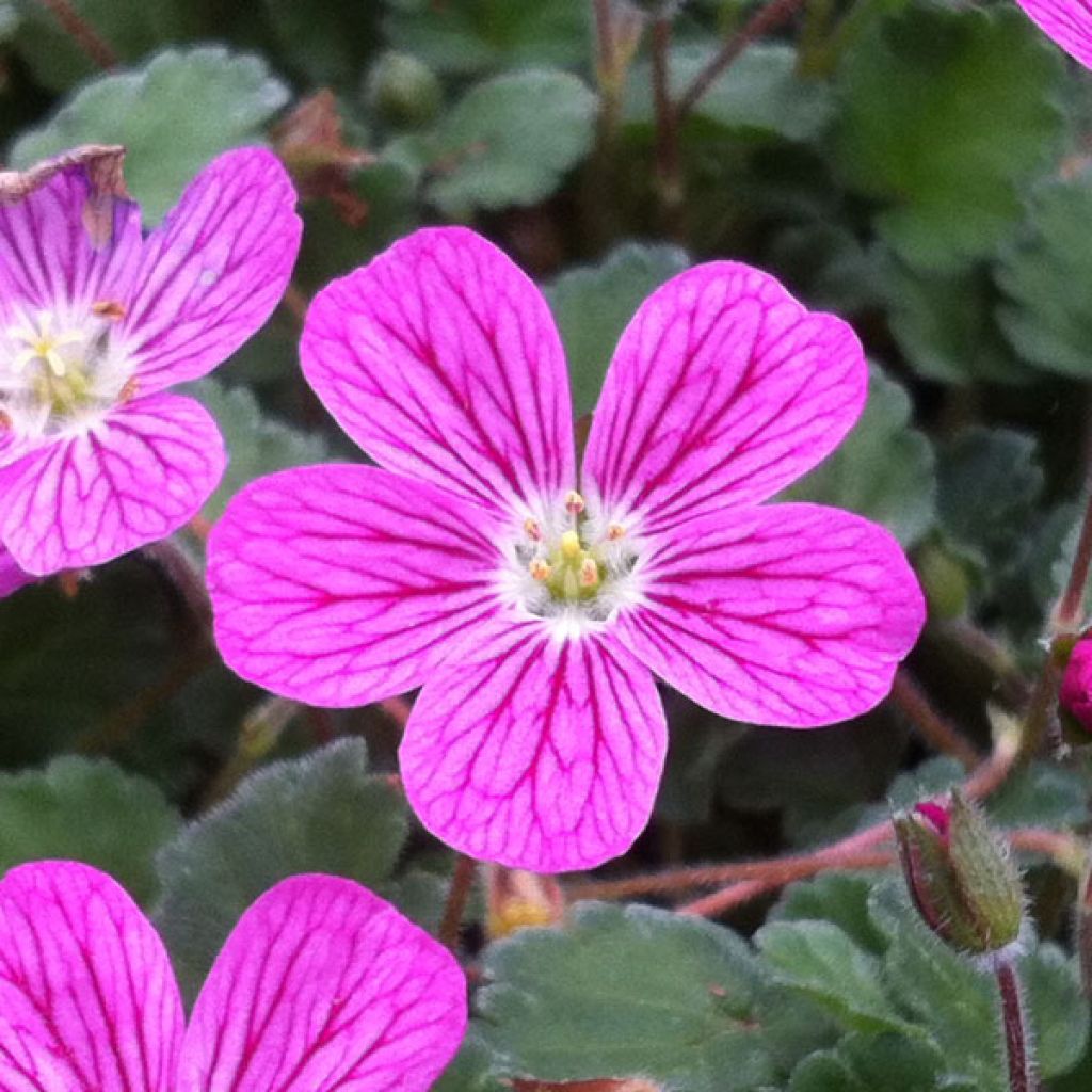 Erodium variabile Bishop's Form