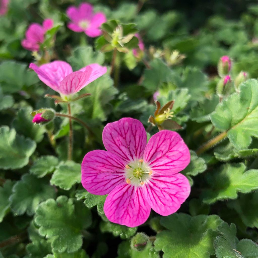 Erodium variabile Bishop's Form