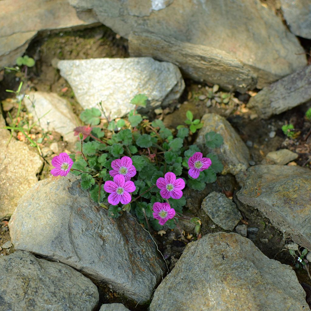 Erodium Bishop's Form - Reiherschnabel