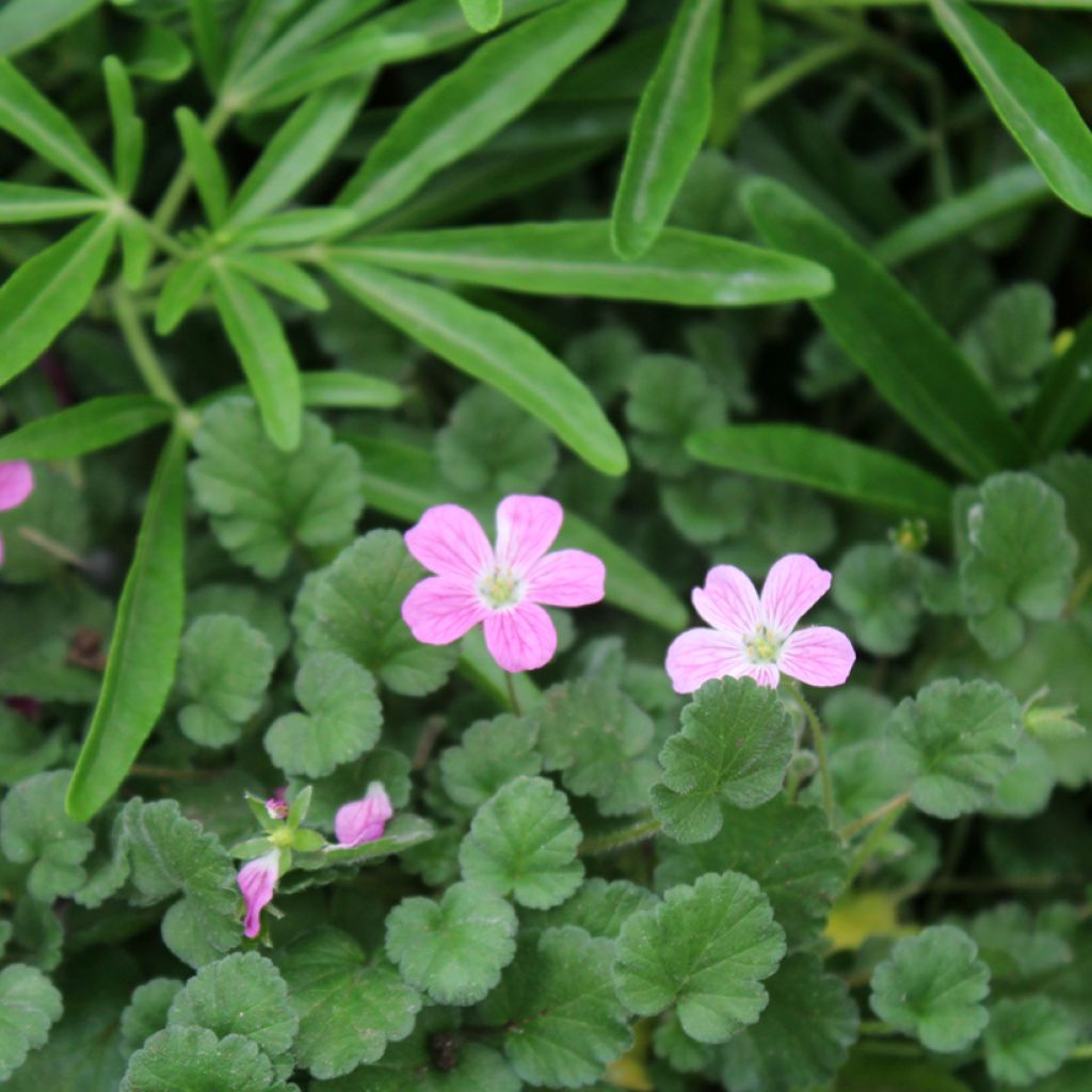 Erodium Bishop's Form - Reiherschnabel