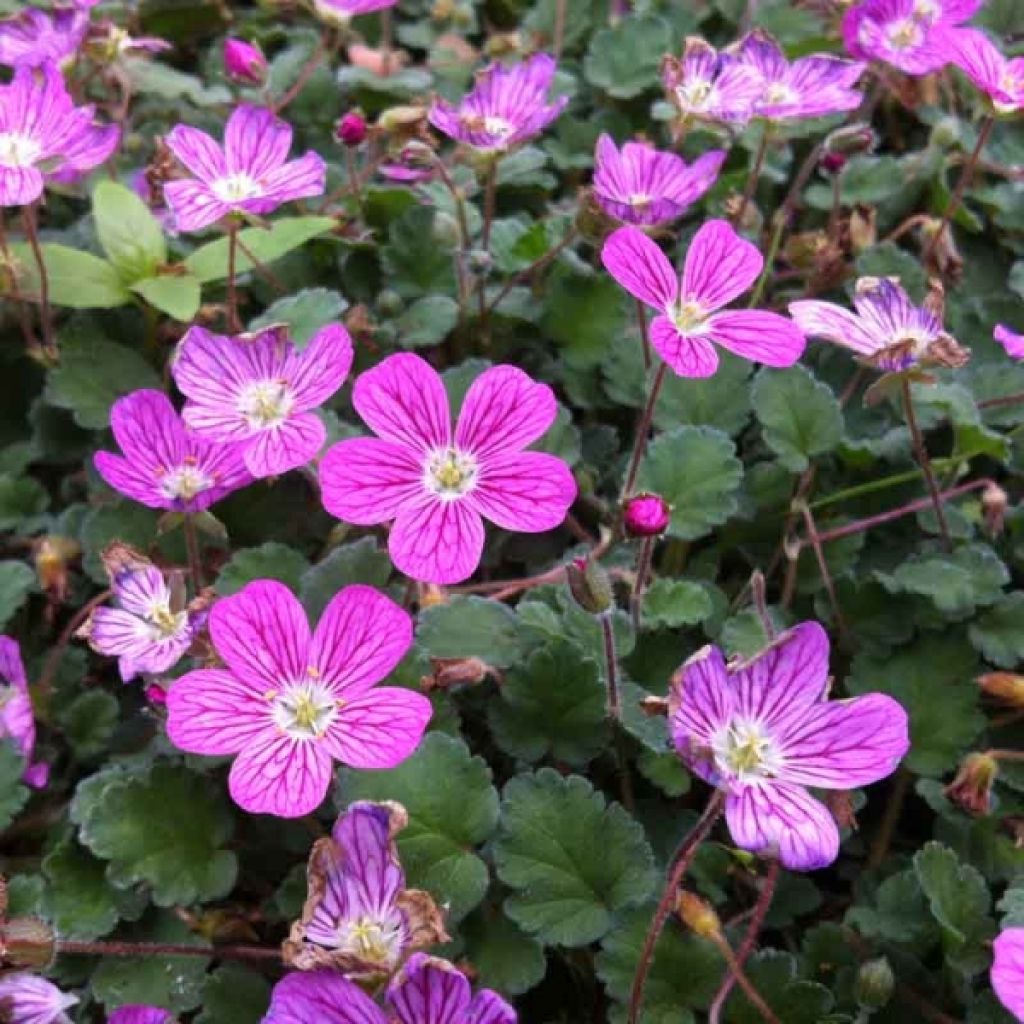 Erodium variabile Bishop's Form